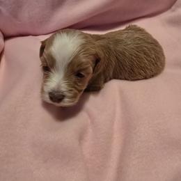 Red Female - Red female Havapoo puppy in Killbuck, Ohio from Rachelle's Havapoos