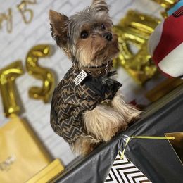 Pablo - Yorkshire Terrier