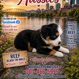 Black tri boy - Black tri male Miniature Australian Shepherd puppy in Nashville, Tennessee from Little B’s Aussies