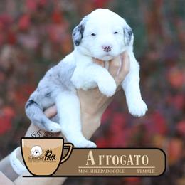 Affogato - Merle female Sheepadoodle puppy in Cleveland, Tennessee from Narrow Path Old English & Sheepadoodles