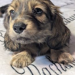 Puppy 3 male - Red male Dachshund puppy in Columbus, Ohio from Bumpkins Dachshunds