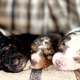 Bernedoodle puppies from Pup Paw-fection