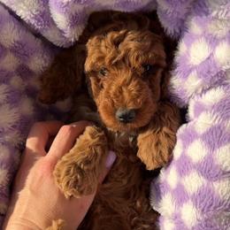 Assorted Doodle Crosses, Goldendoodle, Labradoodle, and Poodle Puppies from Ruff Country Doodles