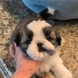 Remington - Gold and white male Shih Tzu puppy in Pleasant Hill, Missouri from Misty Dajavue Shih-Tzu