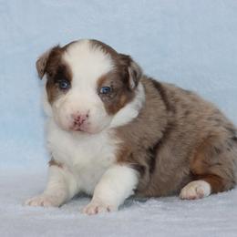 January - Red merle female Australian Shepherd puppy in Circleville, Utah from Canyon Creek Aussies