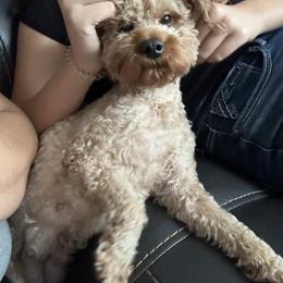 Sienna - Poodle