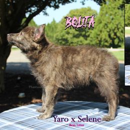 Bolita - Gold brindle female Dutch Shepherd puppy in Jasper, Georgia from Von Der King Working Dogs