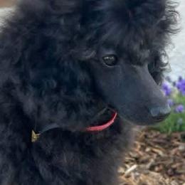 Waylon - Blue male Poodle puppy in Labelle, Florida from RomLein Poodles