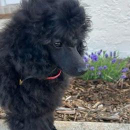 Waylon - Blue male Poodle puppy in Labelle, Florida from RomLein Poodles