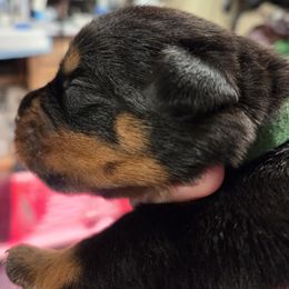 Rottweiler Puppies from CAMILA MICHELLI