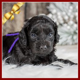 Jane - Black female Cockapoo puppy in Connersville, Indiana from Deaz Doodle Ranch