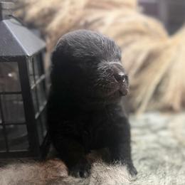 Baylee - Black female Chinese Shar-Pei puppy in Lehigh Acres, Florida from Florida Wrinkles