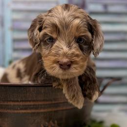 Elsa Peretti - Chocolate female Australian Labradoodle puppy in Brush Prairie, Washington from Fancy Pants Labradoodles