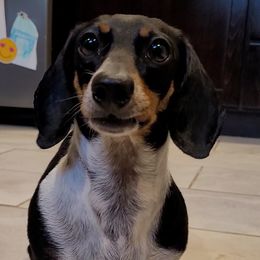 Dachshunds from Cabrera Family Kennels