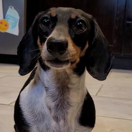 Dachshunds from Cabrera Family Kennels