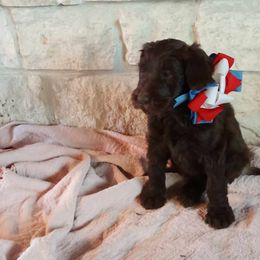 Labradoodle Puppies from TLC Labradoodles