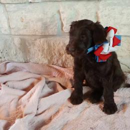 Labradoodle Puppies from TLC Labradoodles