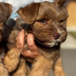 Buzz - Wheaten male Miniature Schnauzer puppy in Edinburg, Texas from Forever Schnauzers