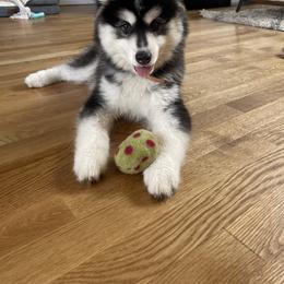 Pomsky and Siberian Husky Puppies from Hemlock Pines Pomsky