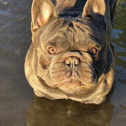 Hammy - French Bulldog