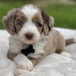 Boy 3 - Red merle male Aussiedoodle puppy in Houston, Texas from Waggin’ R Tails