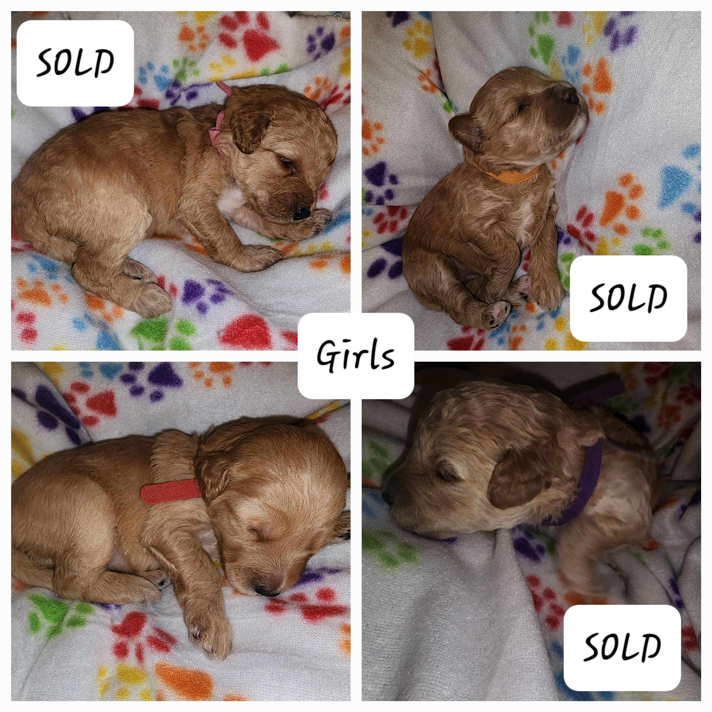 Goldendoodle Puppies from Lauralyn's Goldendoodles