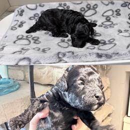 Penne - Black female Cockapoo puppy in Clarks Summit, Pennsylvania from M&M Cockapoos