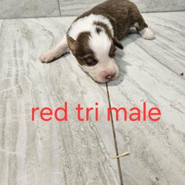 Ella m1 - Red tri-color male Australian Shepherd puppy in Arbela, Missouri from County Line Aussies