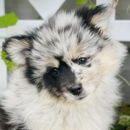 Azriel $3,500 - Merle Pomsky puppy in Greenville, South Carolina from Thicketty Mountain Pomskies