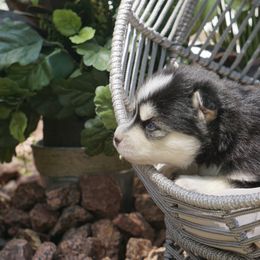 Pomsky Puppies from Arctic Star Pomskies