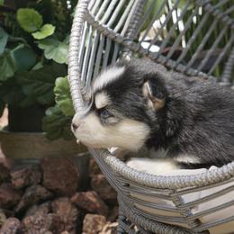Pomsky Puppies from Arctic Star Pomskies