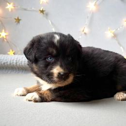 Bolt-Full tail - Black tri-color male Australian Shepherd puppy in Statesville, North Carolina from Charming Australian Shepherds