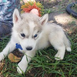 Blue - Gray and white male Siberian Husky puppy in Mccool Junction, Nebraska from Sininger Lagoon