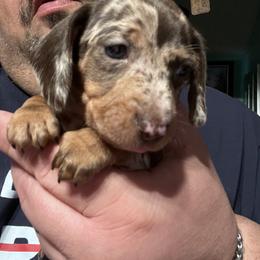Dachshund Puppies from Witchy Woman’s Wiener’s