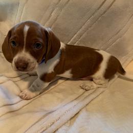 CKC Blue - Piebald male Dachshund puppy in Grand Valley, Pennsylvania from Dachshunds on the Hill