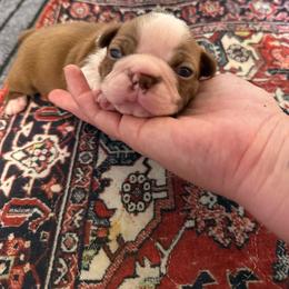 Cocoa - Red female Boston Terrier puppy in Richburg, South Carolina from Hidden Valley Bostons