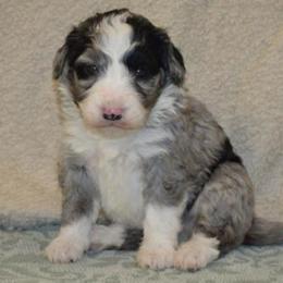 Surf - Merle male Bernedoodle puppy in Clarinda, Iowa from Root and Branch Bernedoodles