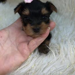 Yolo girl1 - Black and tan female Yorkshire Terrier puppy in Darrington, Washington from Seven Cedars Yorkies