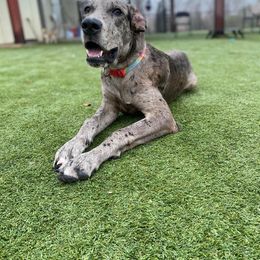 Bayou - Great Dane