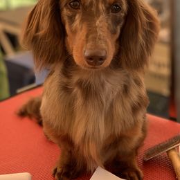Dachshund Puppies from MyGaDachs