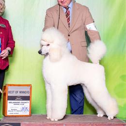 Sir - Poodle