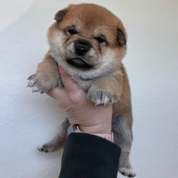 Android 18 - Red female Shiba Inu puppy in Texas from Southern Shibas