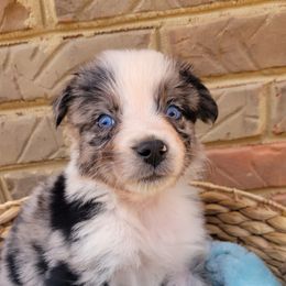 Boy 2 - Australian Shepherd puppy in Tennessee from Cedar Stone Aussiedoodles