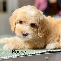 Boone - Caramel male Australian Labradoodle puppy in Anderson, California from Shaggy Doodles