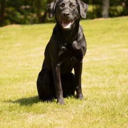 Maggie - Labrador Retriever