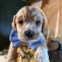 Boy 2 - Golden male Cockapoo puppy in Lake Tansi, Tennessee from Davis cockapoos
