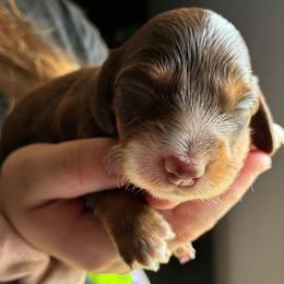 Rose - Piebald female Dachshund puppy in Harrison, Arkansas from Dachshunds on the Hill