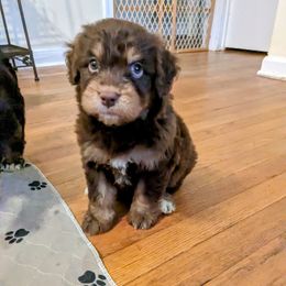 Aussiedoodle, Australian Shepherd, and Golden Retriever Puppies from Hope & Joy Acres