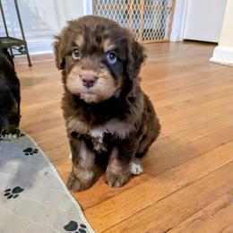 Aussiedoodle, Australian Shepherd, and Golden Retriever Puppies from Hope & Joy Acres