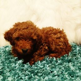 Goldendoodle Puppies from Abidoodles